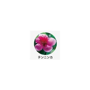 KOSE（コーセー） 薬用 雪肌精 エンリッチ 360mL : マツモト化粧品店