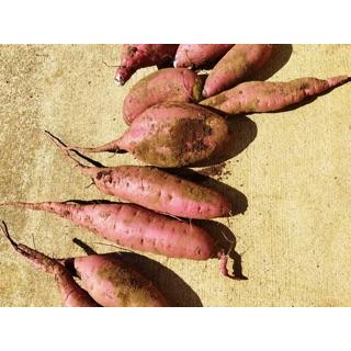 【今だけ送料無料】農薬不使用・無肥料・無農薬・自然栽培　茨城県産　さつまいも　紅はるか　およそ５kg |  | 02