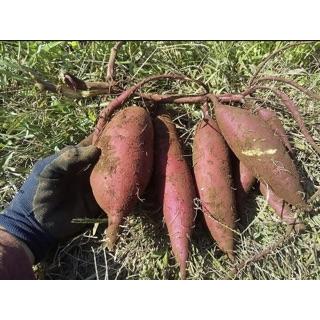 【今だけ送料無料】農薬不使用・無肥料・無農薬・自然栽培　茨城県産　さつまいも　紅はるか　およそ５kg |  | 01