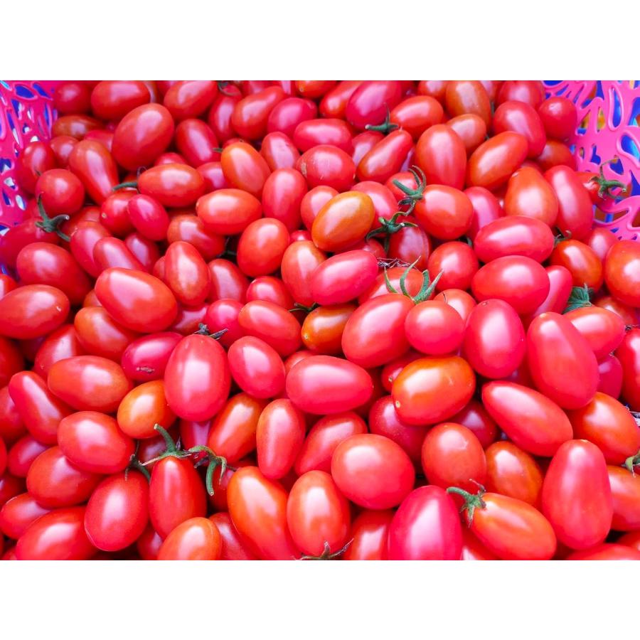 【今だけ送料無料】オーガニックエコフェスタ最優秀賞受賞トマト・無農薬・無肥料、ミニトマト・ロッソナポリタン・1kg、有機、お中元 | 