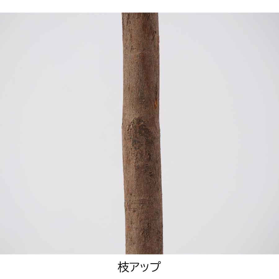 春の装飾 桜 さくら 飾り 造花 店舗・自宅兼用 桜立ち木 1台 幅63×奥行63×高さ150cm 室内仕様の画像