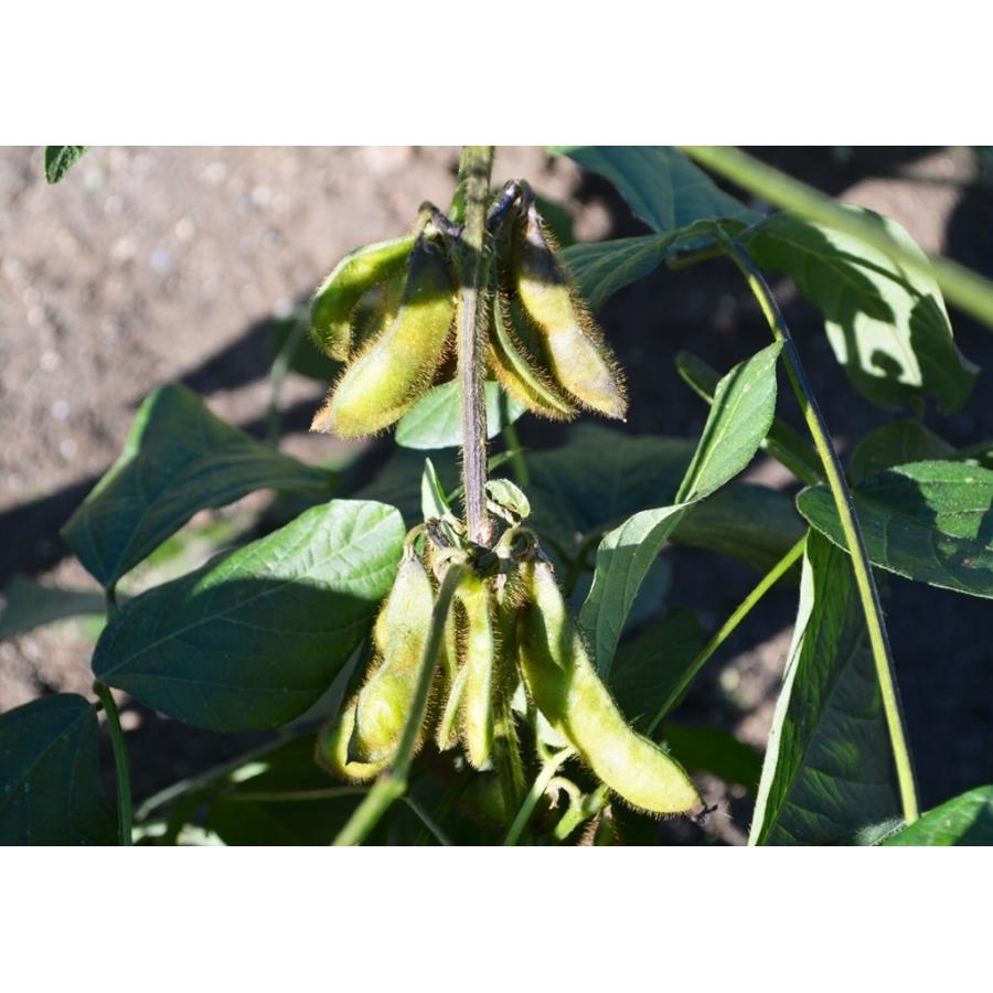 26【新品未使用】 青肌豆 大粒（30kg）青大豆 【2259272949】(12960円)