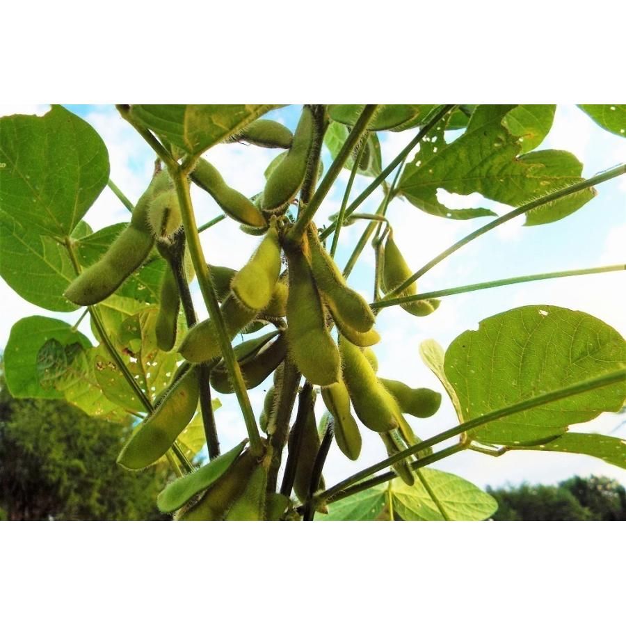 26【新品未使用】 青肌豆 大粒（30kg）青大豆 【2259272949】(12960円)