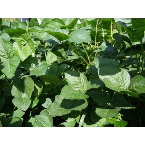 無農薬 有機肥料 すずかおり 極小大豆（30kg） 無農薬 極小大豆