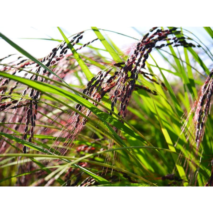 古代米 赤米もち米 夕やけもち 30kg Kodai Aka Mochi 30k おたまやヤフーショップ 通販 Yahoo ショッピング