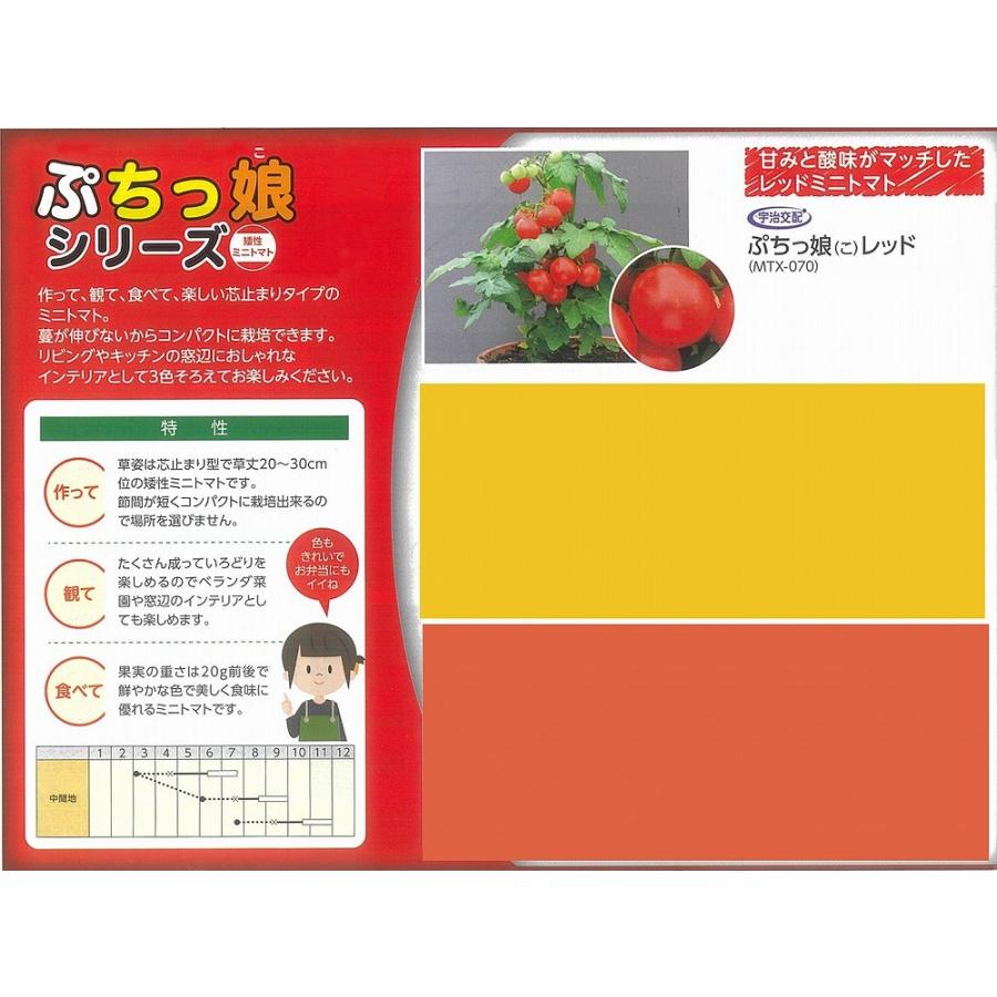 ミニトマト】矮性ミニトマト ぷちっ娘シリーズ ぷちっ娘レッド