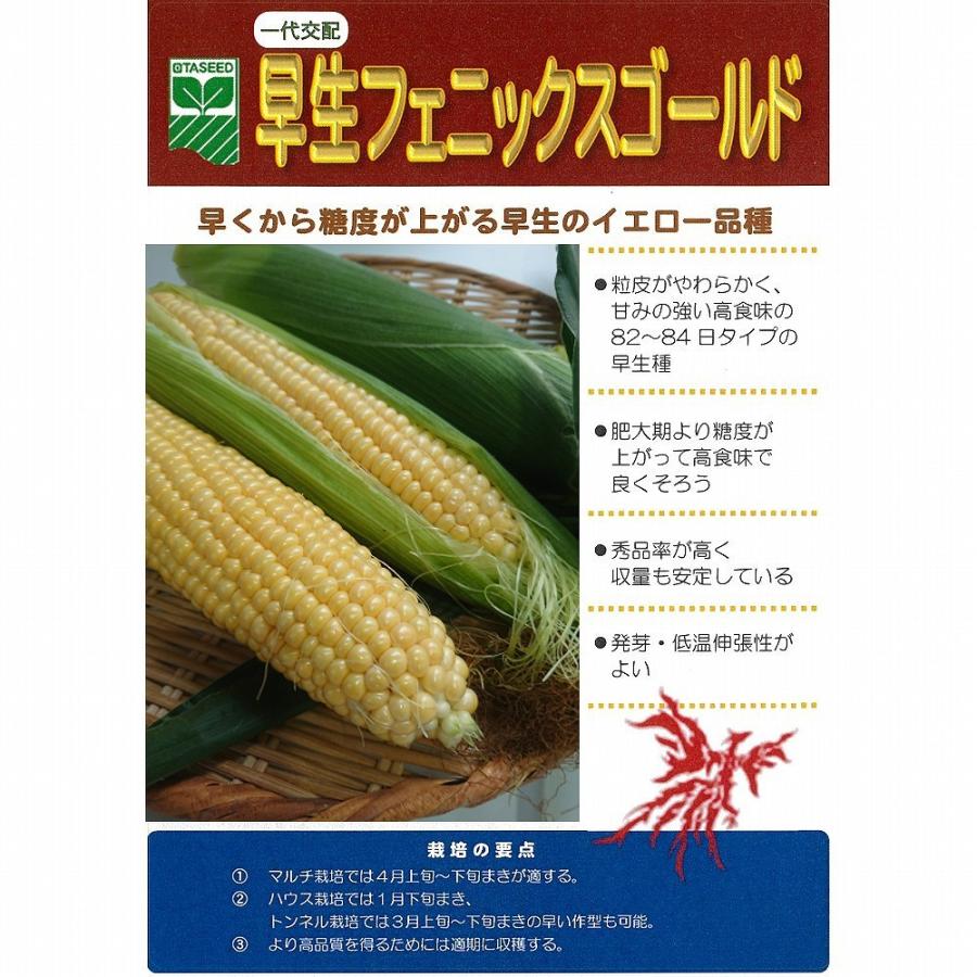トウモロコシ 早生フェニックスゴールド 一代交配 0粒 T Tmk Wsphoenixg s 家庭菜園 太田シード ヤフー店 通販 Yahoo ショッピング