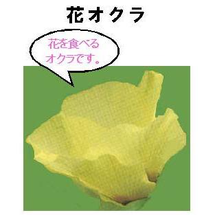 世界の珍しい野菜 花オクラ 小袋 W Hanaokra 家庭菜園 太田シード ヤフー店 通販 Yahoo ショッピング
