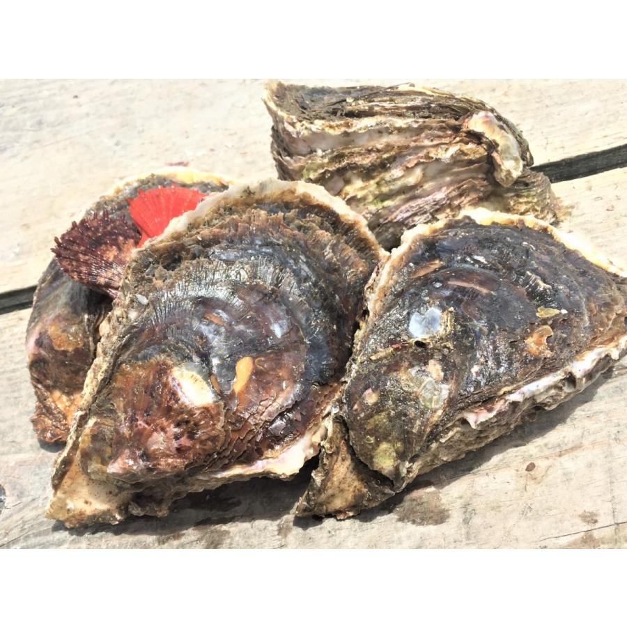 岩牡蠣 能登産 1 5kg 7 9個 牡蠣ナイフ 片手用軍手付 送料無料 23 おうた水産 通販 Yahoo ショッピング