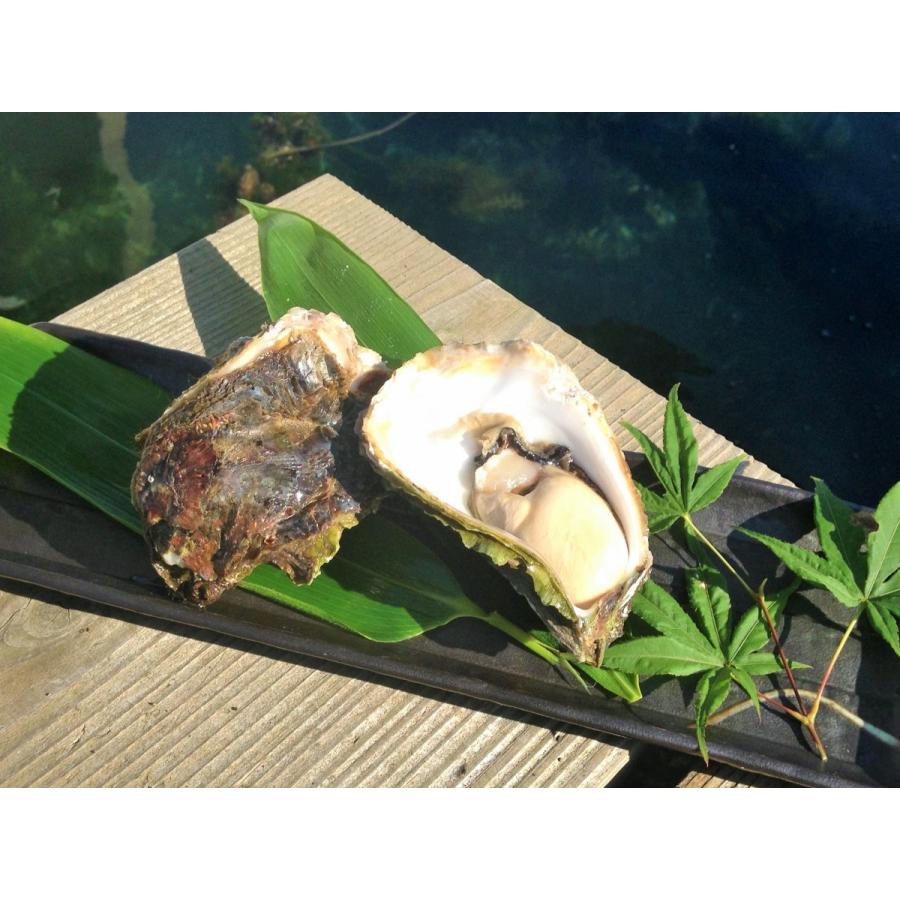 岩牡蠣 能登産 2 Kg 7 9個 牡蠣ナイフ 片手用軍手付 送料無料 24 おうた水産 通販 Yahoo ショッピング