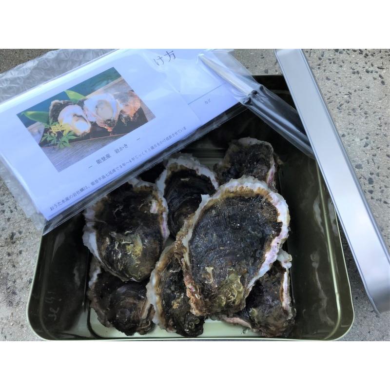 岩牡蠣 能登産 2 5kg 7 9個 牡蠣ナイフ 片手用軍手付 送料無料 25 おうた水産 通販 Yahoo ショッピング