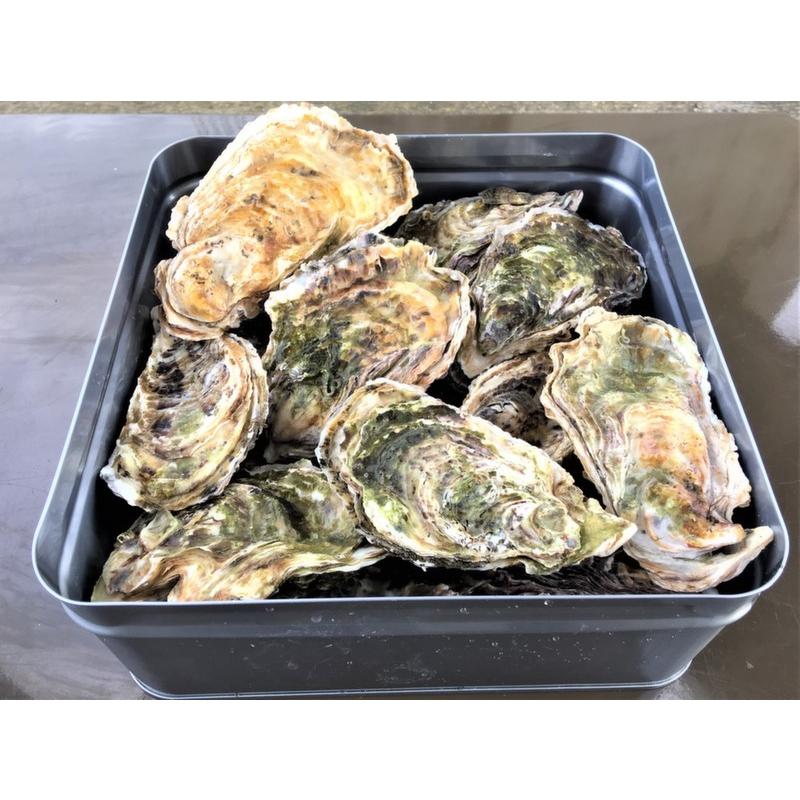 能登牡蠣　　殻付き　（ 20個　約2kg）（牡蠣ナイフ、片手用軍手付） |  | 01