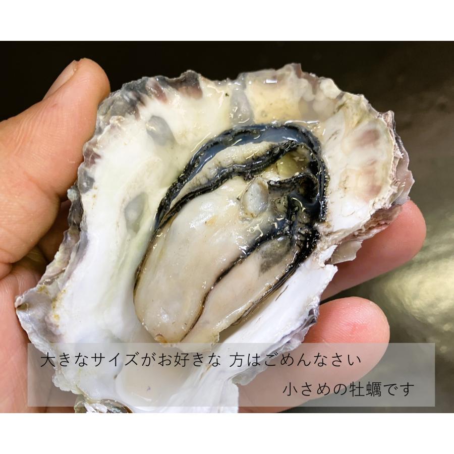 能登牡蠣　　殻付き　（ 20個　約2kg）（牡蠣ナイフ、片手用軍手付） |  | 12