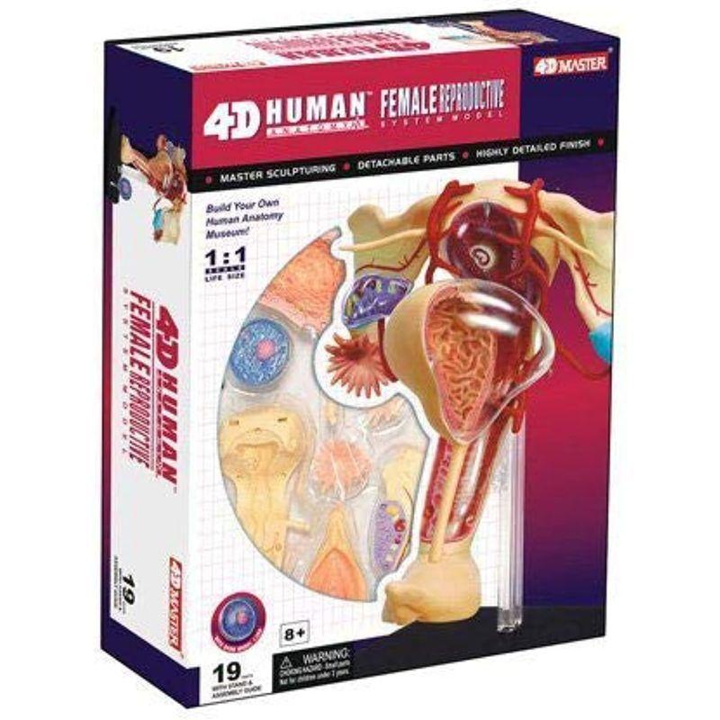 人体解剖模型 立体パズル 4D HUMAN Anatomy 雌性生殖器解剖モデル #26062｜otc-store｜06