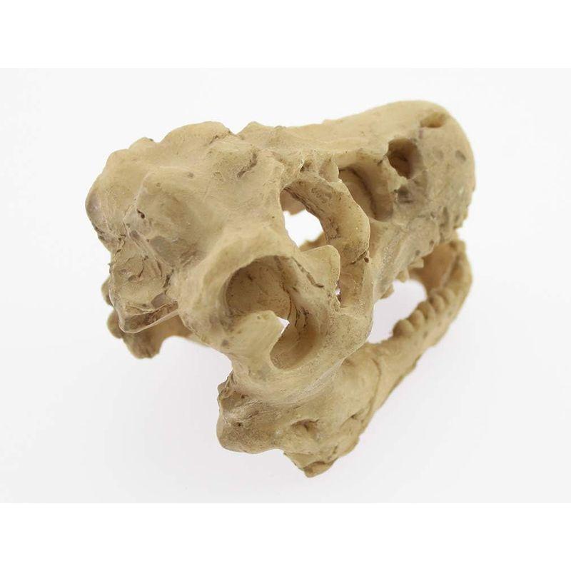 Olive-G アクアリウム 水槽 装飾 オブジェ 恐竜 頭蓋骨