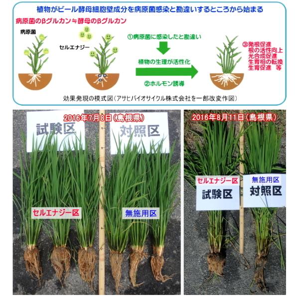 清和肥料　液肥　セルエナジー　1-5-5　1L　ビール酵母配合　土壌潅注　葉面散布｜otentosun｜02