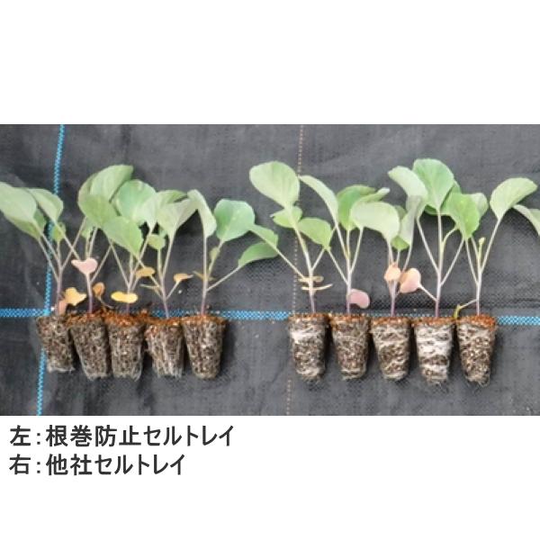 タキイ 根巻防止セルトレイM型 M-200 ストロング 黒 200穴 100枚 全