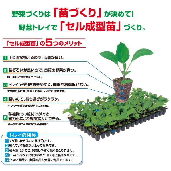 大きめ発芽苗　30本 大きめ 発芽苗 30本
