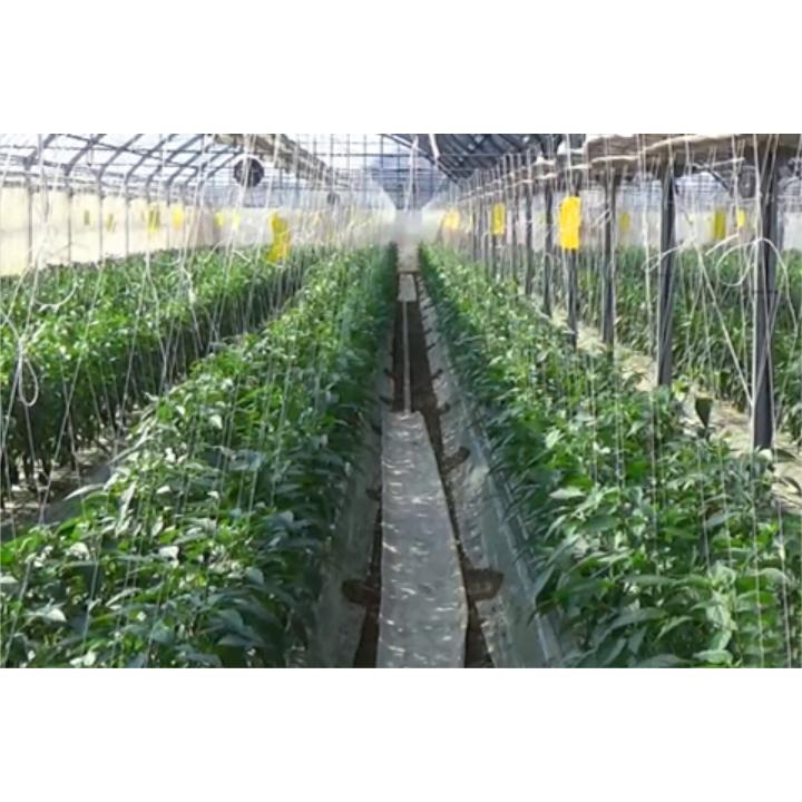 住化農業資材 潅水チューブ スミチューブ06-60 大孔0.6mm 6cm千鳥 1巻