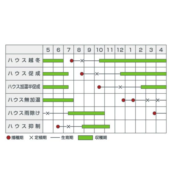 種【ミニトマト】TYイエローミミ（1000粒）【カネコ種苗】野菜 種子 トマトの種_1