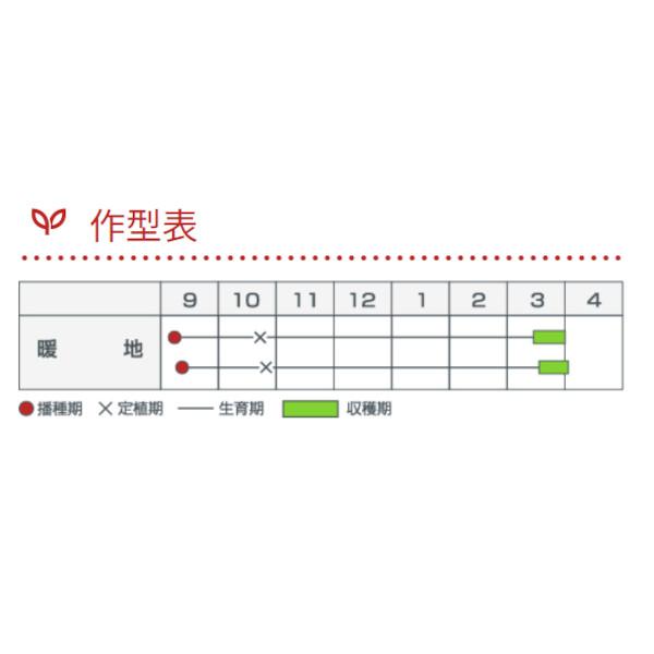 種子【たまねぎ】超極早生 浜笑【カネコ種苗】20ml : 農家のお店おてん