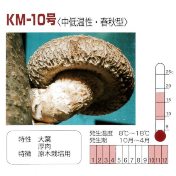 きのこ種駒菌】加川 しいたけ菌 KM-10号（500駒）＜中低温性＞春・秋型