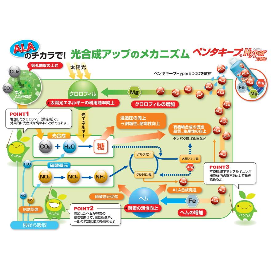 誠和　機能性液肥　ペンタキープ Hyper 5000　100ml　アルギニン配合 光合成能力向上 葉面散布｜otentosun｜02