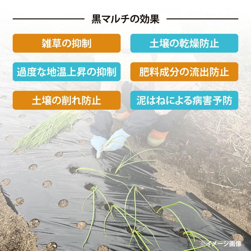 穴あき黒マルチ 9125 厚さ0.02mm×幅95cm【長さ選択】50m／200m 60mm孔