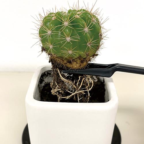 千吉 多肉植物お手入れセット 5pcs : 農家のお店おてんとさん - 通販