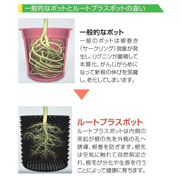 ルートプラスポット GS-AP400M 50L 果樹 観葉植物 多肉植物 緑化樹栽培