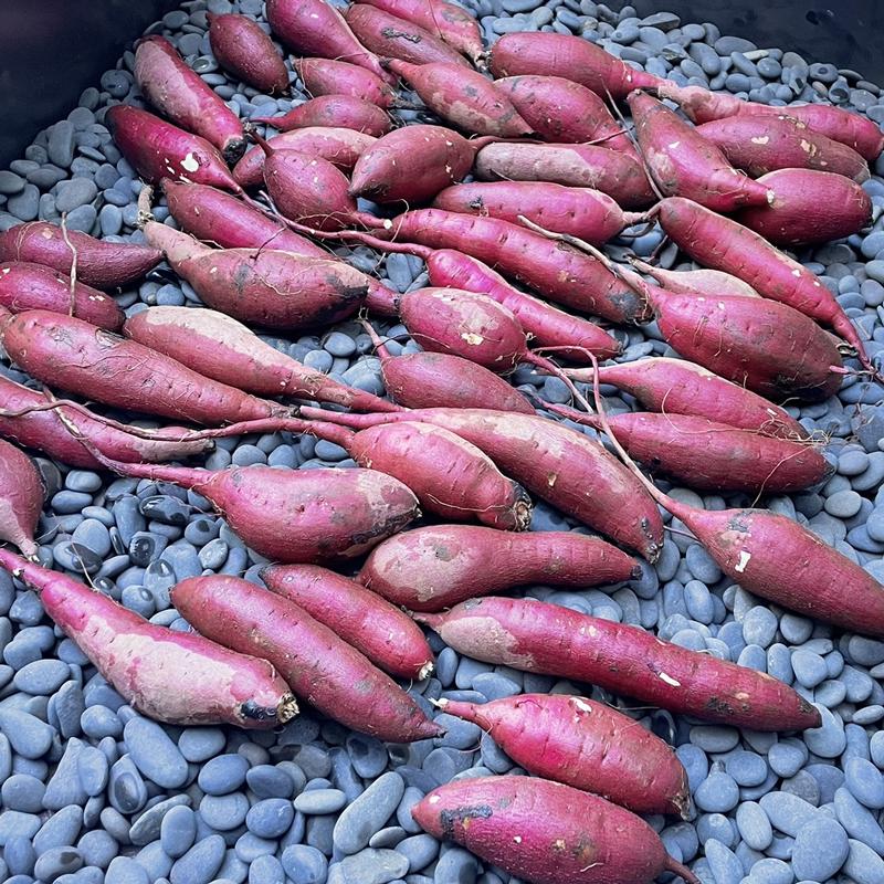 昔ながらの焼き芋「農家のおやつ」　3Kg |  | 01