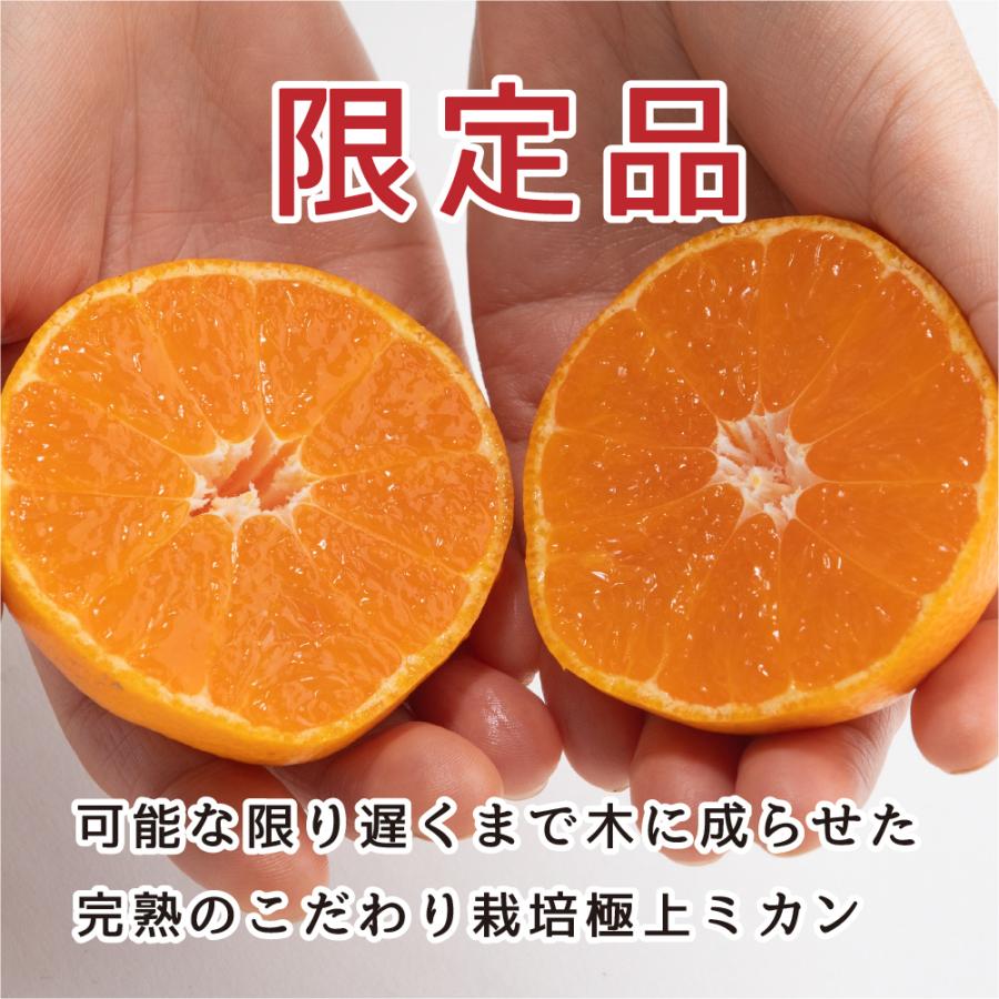 完熟 みかん 的兵 有田 期間数量限定 5kg Lサイズ 送料無料 幻のみかん