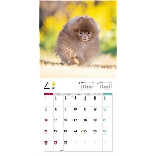 2024年カレンダー ポメラニアン (誠文堂新光社カレンダー)｜otogizakka｜10
