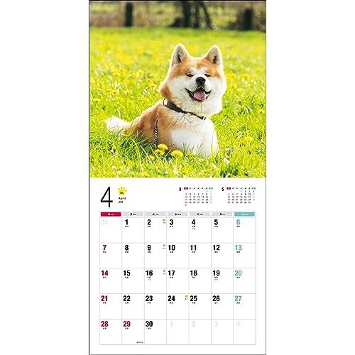 2024年カレンダー 秋田犬 (誠文堂新光社カレンダー)｜otogizakka｜10
