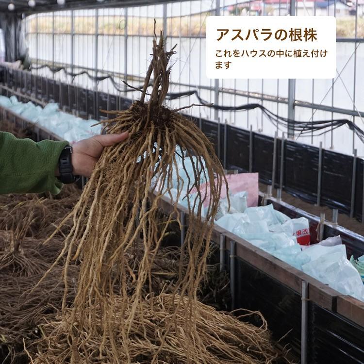 冬採りホワイトアスパラガス 白い果実 2l 1kg 1本35g以上 約21 28本 箱入 岩手県産 送料込み 産直品につき同梱不可 代引き不可 81 003 男の台所 通販 Yahoo ショッピング