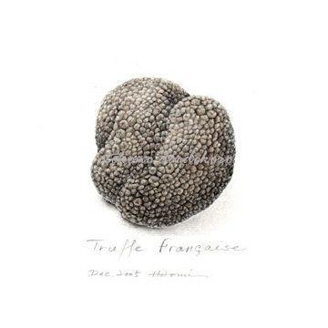 トリュフ フレッシュ 黒トリュフ 約100g（2〜3粒） 不定貫 g当たり432