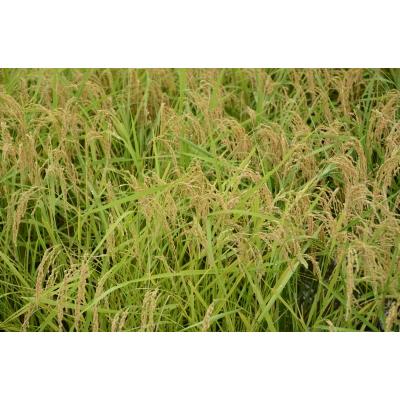 令和6年度　無農薬米　炊飯器で炊けるおいしい玄米 音羽米 |  | 02