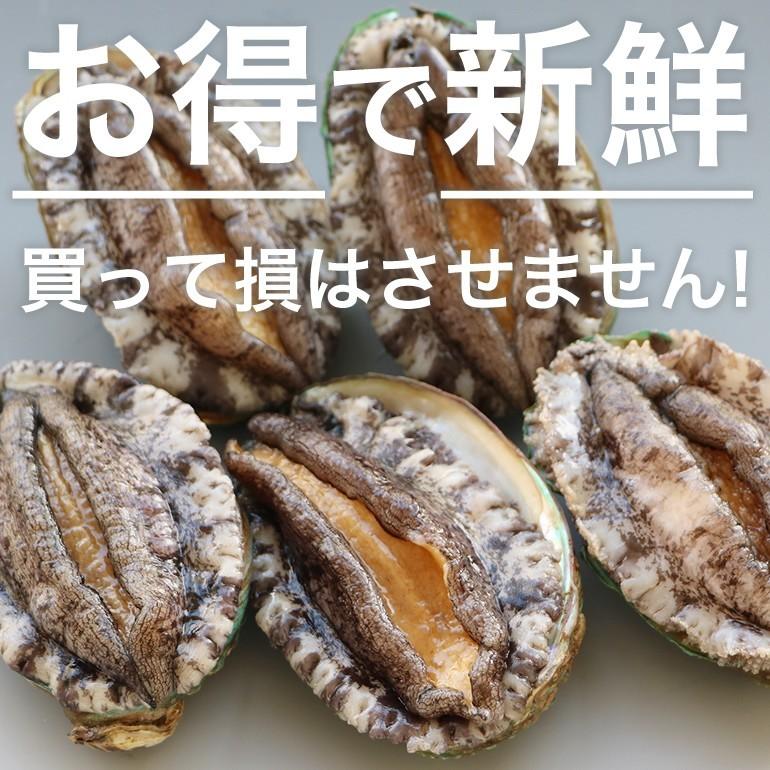 【条件付き送料無料】活エゾアワビ（60〜70g×10個）冷蔵｜otr-ishinomaki｜02