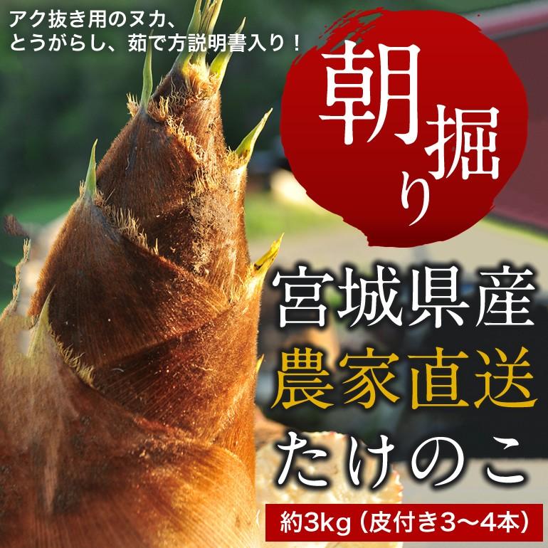 タケの子 #タケノコ #京都産 #朝掘り #朝掘り #朝掘りたけのこ