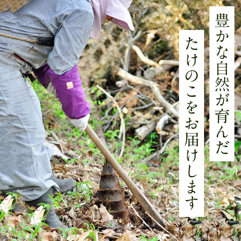 高橋さんの朝掘り 生たけのこ(約3kg/3〜4本)冷蔵 産地直送 高橋さんの朝掘り 生たけのこ(約3kg/3〜4本)冷蔵 産地直送