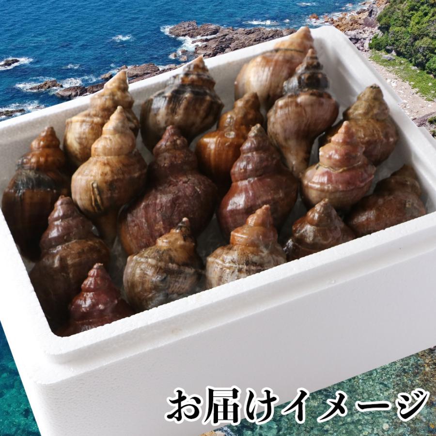 【条件付き送料無料】漁師直送！真つぶ（2kg）冷蔵｜otr-ishinomaki｜02