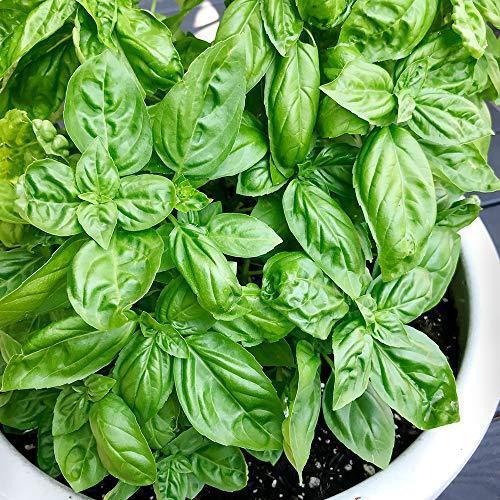 エバーリーフ ジェノベーゼ スイートバジルの苗 長期間多収穫できる新品種 栽培楽々で香り良く 美味しいスイートバジル ハーブ苗 12cm大苗半硬質ポ S オリオンtimesストアyahoo 店 通販 Yahoo ショッピング