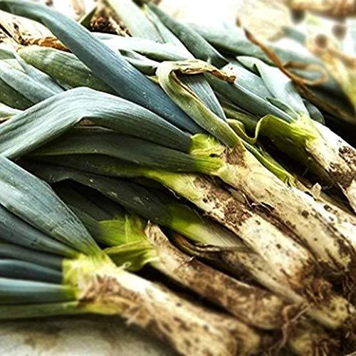 とろ り甘い 下仁田ねぎの苗2個セット しもにたネギ ねぎ多粒蒔き苗 野菜苗 10 5cm半硬質ポット実生苗 2個セット ポット苗なので年中植付け S オリオンtimesストアyahoo 店 通販 Yahoo ショッピング
