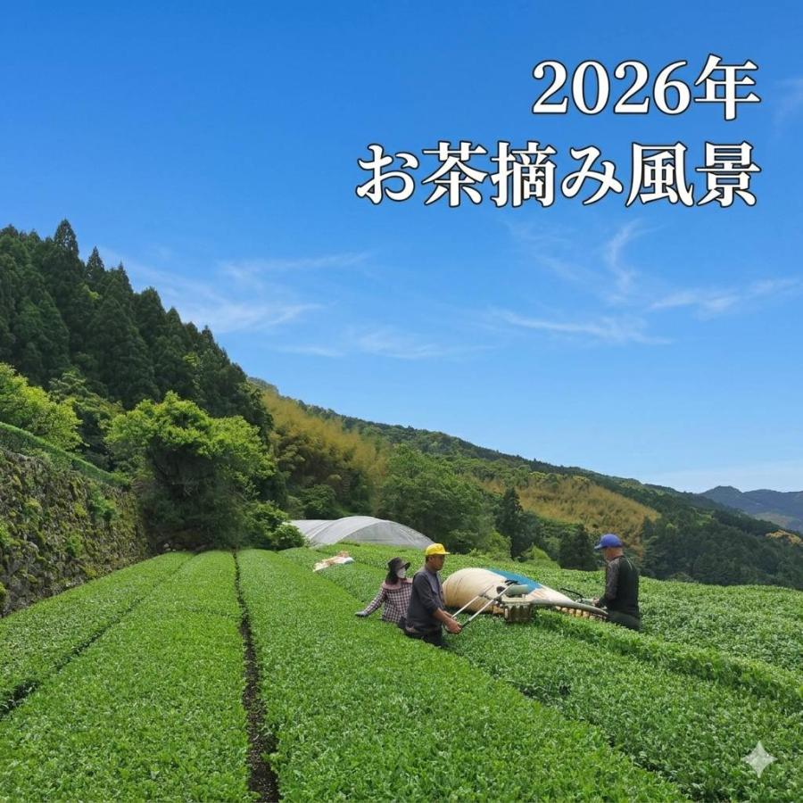 八女茶 新茶 かぶせ茶 100g 煎茶 ギフト 八女 茶 かぶせ玉露 熱湯玉露