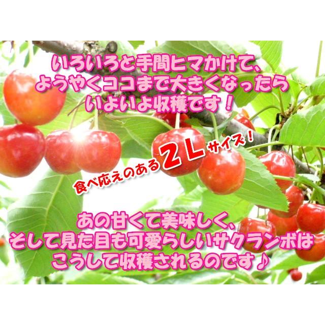 さくらんぼ 佐藤錦 秋田県 三関産 1kg 2L バラ詰め JAこまち お さくらんぼ 佐藤錦 秋田県 三関産 1kg 2L バラ詰め JAこまち お