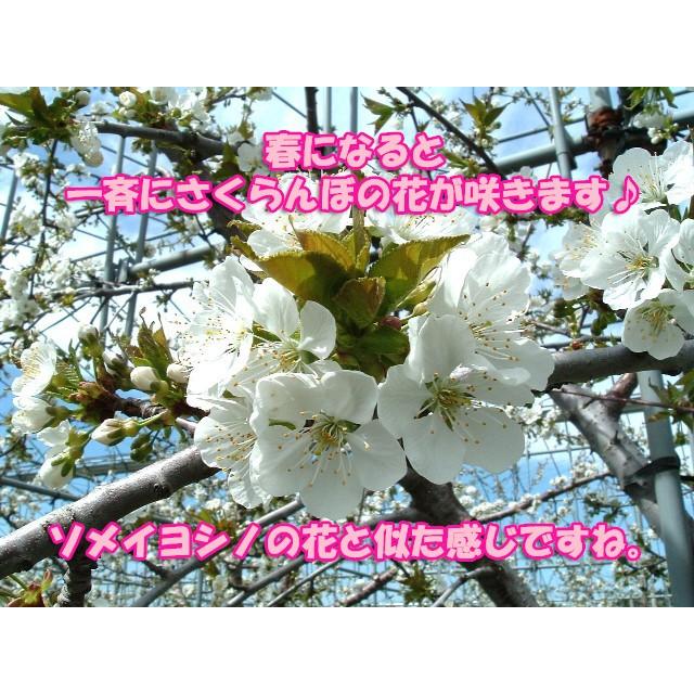 秋田県産ｊａ秋田ふるさと さくらんぼ佐藤錦 約1kg 2lバラ詰め お届け日指定不可 発送は6月下旬から Ba 800 2l 秋田の旨いもん通販 桜竹online 通販 Yahoo ショッピング