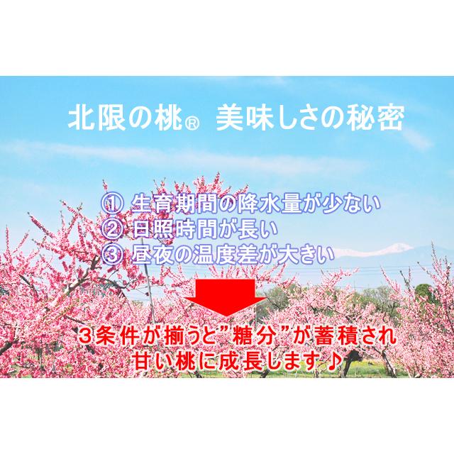 秋田から全国発送。秋田県産 白桃　ＪＡかづの「北限の桃」5kg(13〜18玉入）もも モモ【同梱注文不可】出荷期間:8月下旬〜9月下旬まで(お届け日指定不可)｜ouchiku｜03