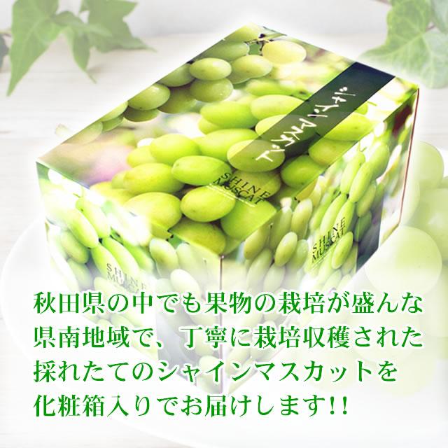 シャインマスカット 大房 1房 化粧箱入 秋田産 大粒 ぶどう 出荷期間9月中旬〜10月下旬 |  | 02