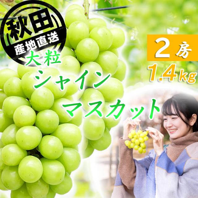 シャインマスカット 大房 2房 化粧箱入 秋田産 大粒 ぶどう 出荷期間9月中旬〜10月下旬 | 