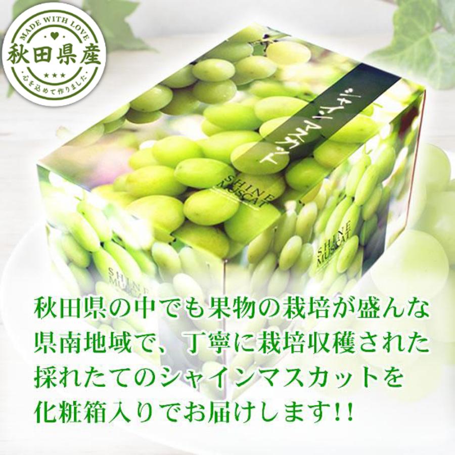 シャインマスカット 大房 2房 化粧箱入 秋田産 大粒 ぶどう 出荷期間9月中旬〜10月下旬 |  | 02